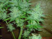 Picture from JAHJAHChildren (Blue Cheese)