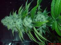 Big Buddha Seeds Cheese Dawg - photo made by JAHJAHChildren