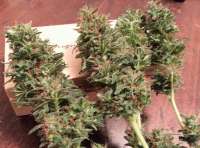 Bigdogs Seeds Collection Silver Rocket - photo made by BigdogsSeeds