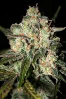 Picture from audioaddict (Granddaddy Purple)