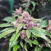 Blind Rooster Seeds Mother Of Berry (MOB) - photo made by JoeDirt