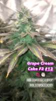 Bloom Seed Co Grape Cream Cake - photo made by Edub22