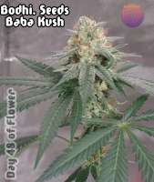 Bodhi Seeds Baba Kush - photo made by 420meowmeowmeow