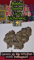 Bodhi Seeds Lazy Lightning - photo made by 420meowmeowmeow