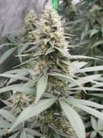 Picture from Grower13 (Road Kill Unicorn)