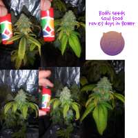 Bodhi Seeds Soul Food - photo made by 420meowmeowmeow