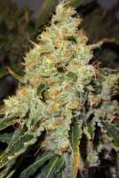 Picture from traqera (THC Bomb)