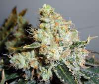 Picture from traqera (THC Bomb)