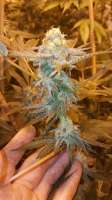 Boneyard Seeds Norcal Cookie Crumbs - photo made by MrToad