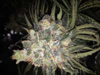 Picture from rexel (Mad Kush)