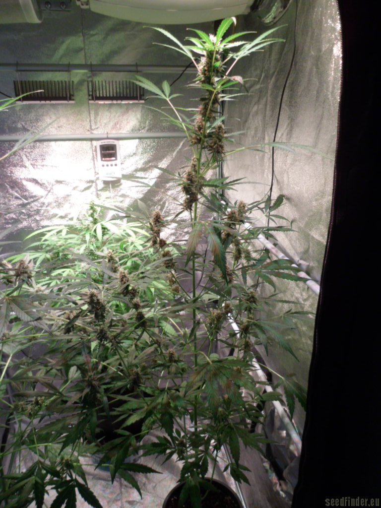 Auto Jack Herer (Bulk Seed Bank) :: Cannabis Strain Info