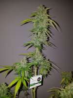 Bulk Seed Bank NY Diesel - photo made by Greenthumb36