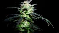 Picture from BuzzerOrganicSeeds (Magic Autumn)