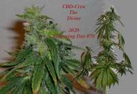 CBD Crew CBD Divine - photo made by hankpankwank