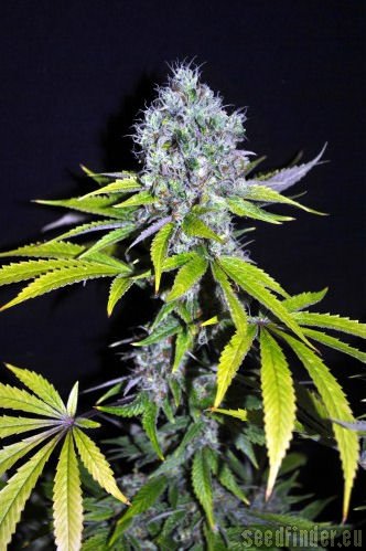 CBD Yummy (CBD Crew) :: Cannabis Strain Info