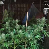 CBD Seeds Critical - photo made by mikelad91