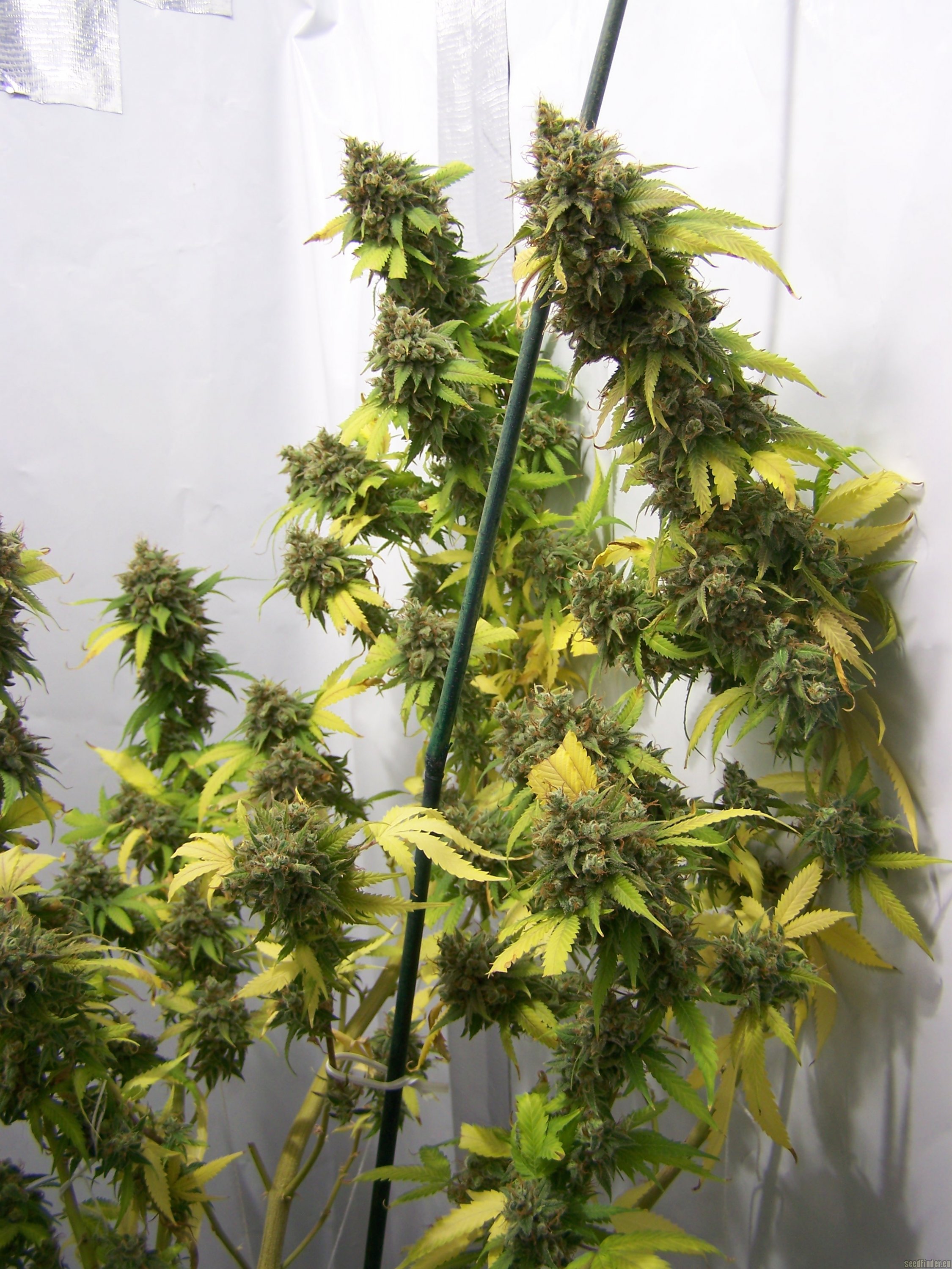 California Ch9 Female Seeds Cannabis Strain Info