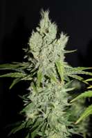 Cannabella Genetics G13 Super Silver Haze - photo made by CannabellaSeedClub