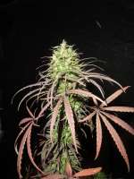 Cannabiogen Jarilla  Sinaloa - photo made by guest12