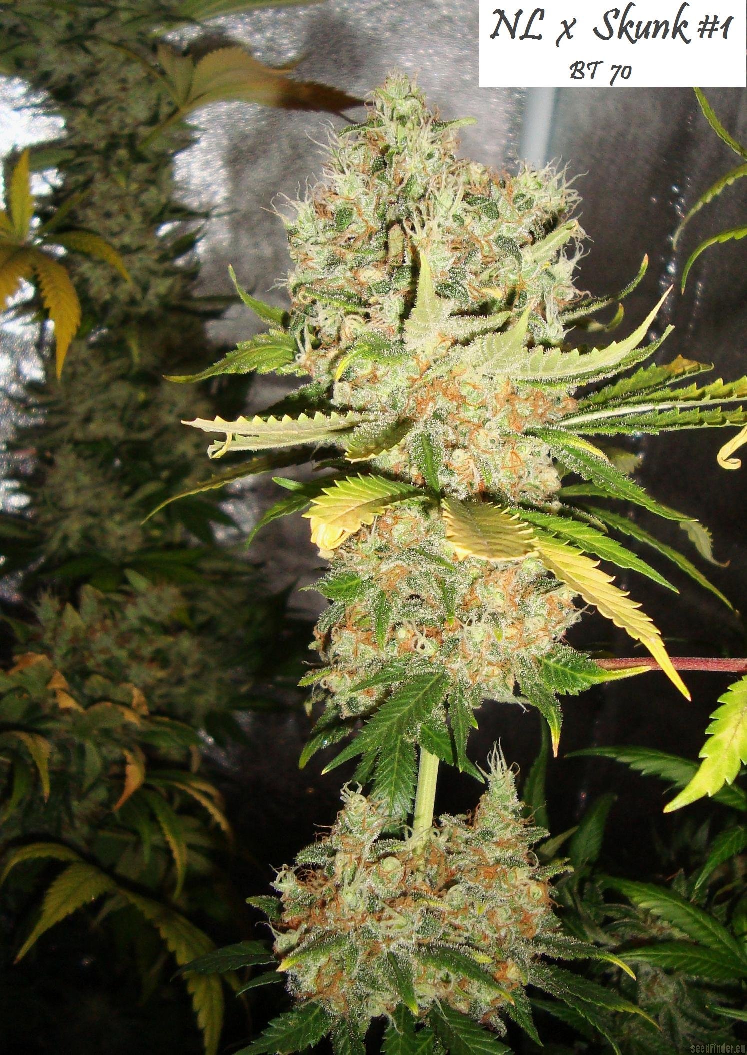 Northern Lights x Skunk (Ceres Seeds) PIC #02081300025984765 by