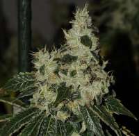Clone Only Strains Chem 91 Skunk VA - photo made by Cyberskunk