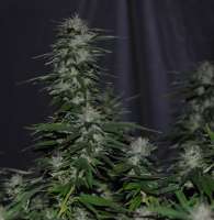 Clone Only Strains Death-Star - photo made by Unknown