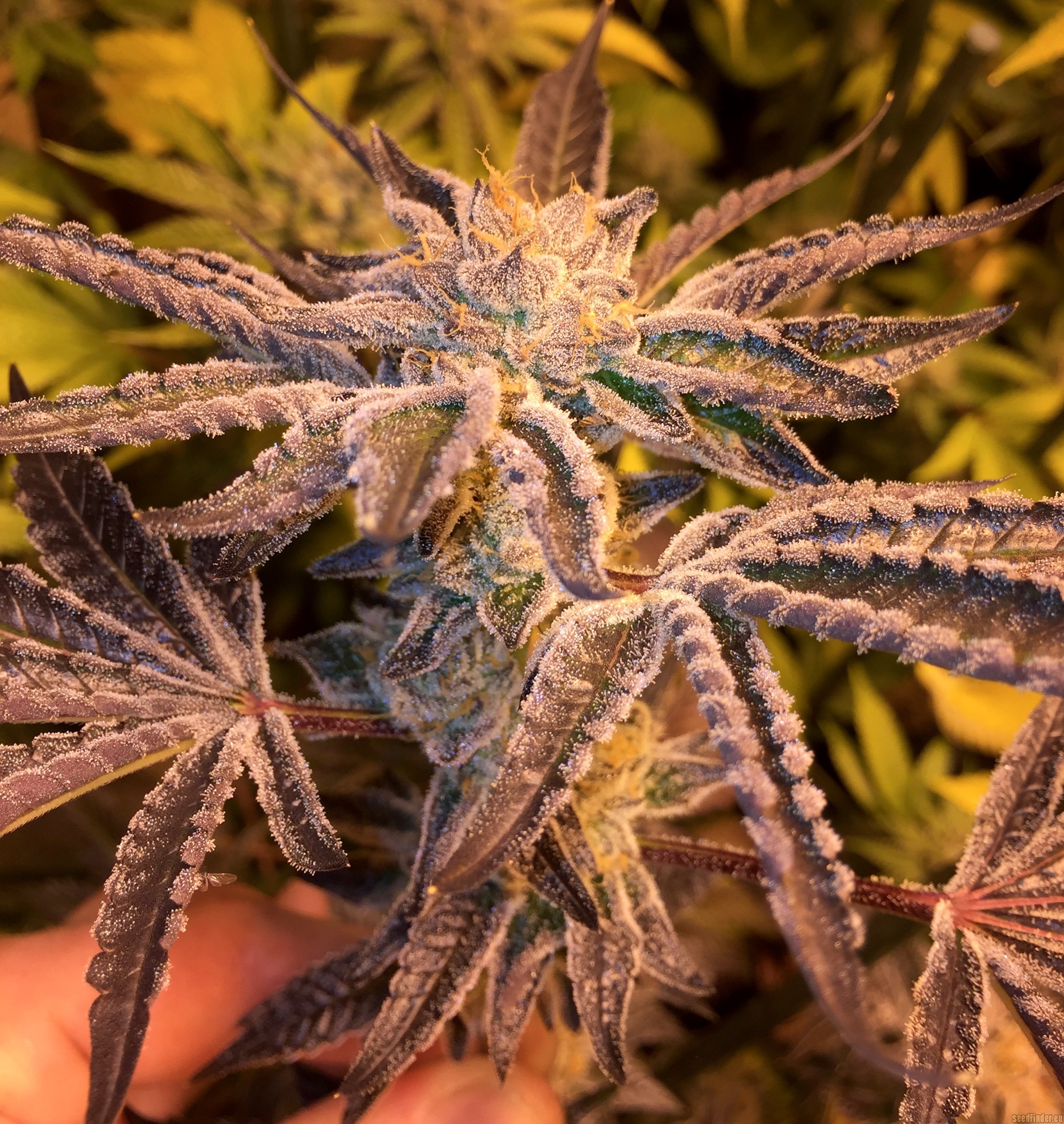 Girl Scout Cookies (Thin Mint) Feminized Seeds - Grizzly Seed Bank - The  Cali Connection