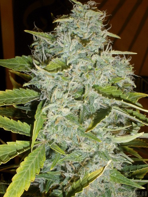 Cream of the Crop Seeds Psychofruit