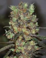 Picture from SeedMan91 (Purple Paralysis)