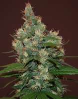 Picture from SeedMan91 (Sour Turbo Diesel)
