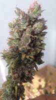 Picture from LemiAten (Kosher Tangie)