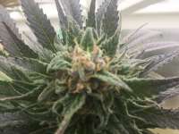Picture from Kentucky (Black Indica)