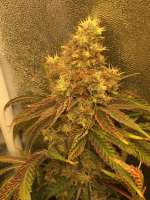 Crop King Seeds White Voodoo - photo made by JasonJ