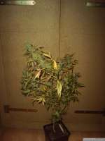 DNA Genetics Seeds Annunaki - photo made by Chilla