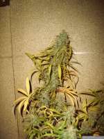 DNA Genetics Seeds Annunaki - photo made by Chilla