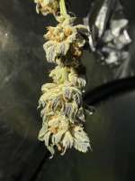 DNA Genetics Seeds Bakers Delight - photo made by Jedisurf