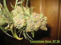 Picture from Hazeborn2 (Cannalope Haze)