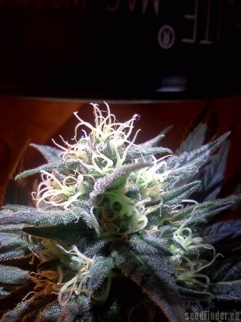 DNA Genetics Seeds Kushberry