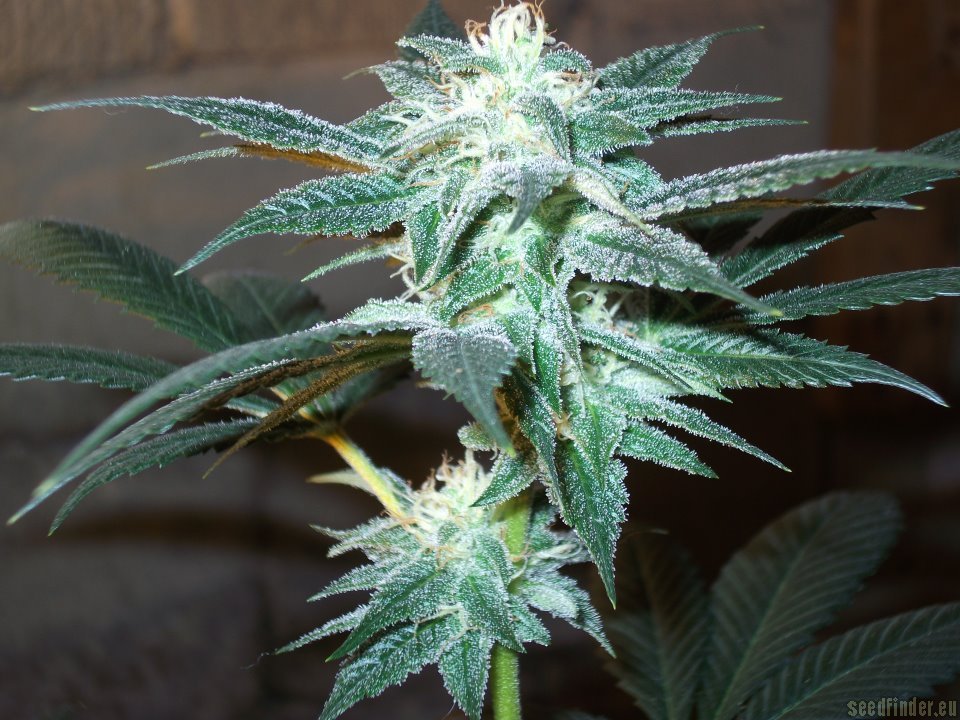 Dingleberry Kush (South Bay Genetics) :: Cannabis Strain Info