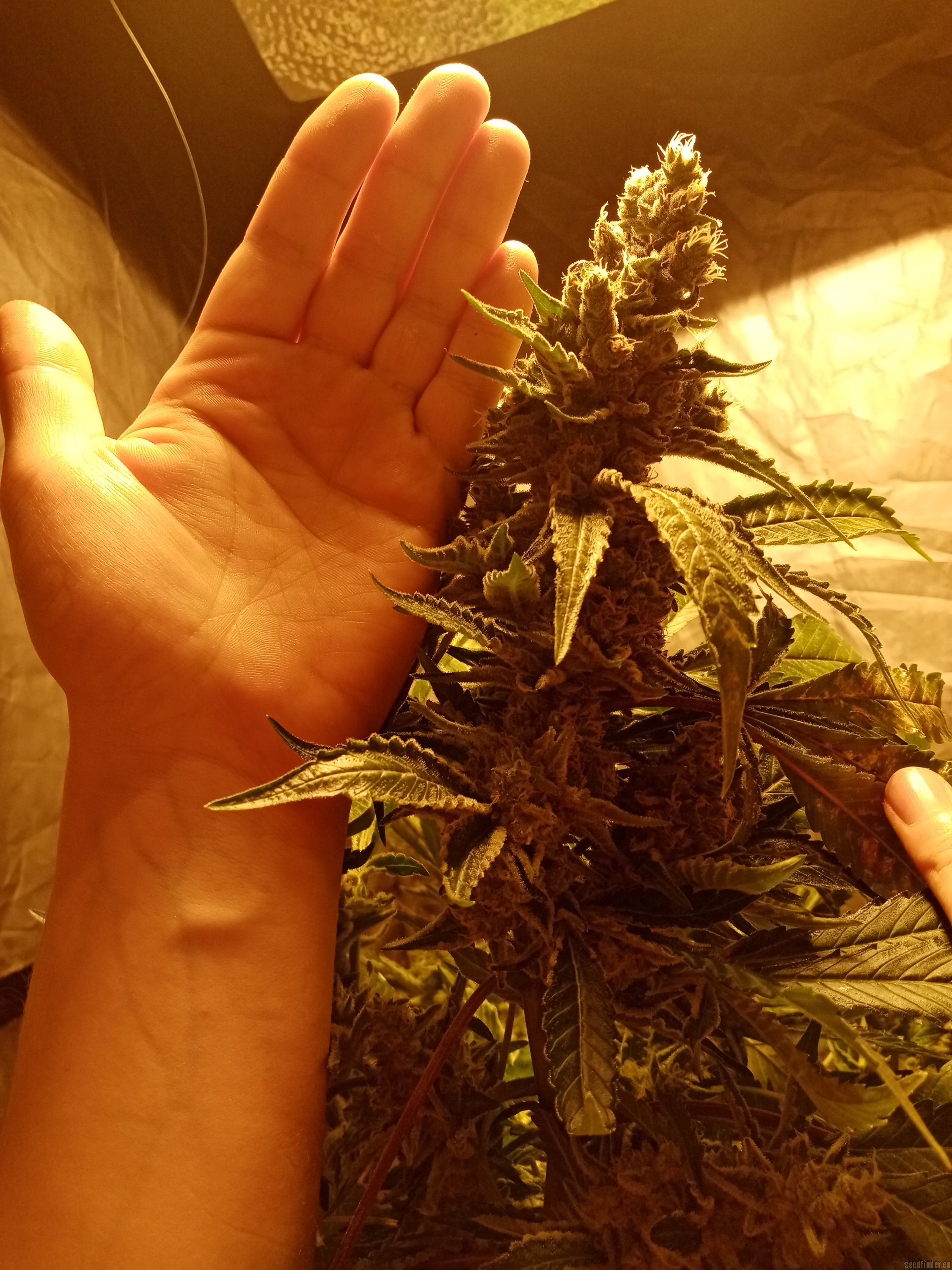 L A Confidential Strain Review - July 2021 Best Seed Bank