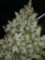 DNA Genetics Seeds Sour Kosher - photo made by Ygryck