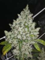 DNA Genetics Seeds Sour Kosher - photo made by Ygryck