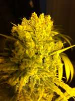 DNA Genetics Seeds Sweet Haze - photo made by delahouse1