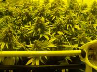 Picture from hemp47 (Black Russian)