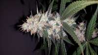 Delicious Seeds Critical Kali Mist - photo made by admin