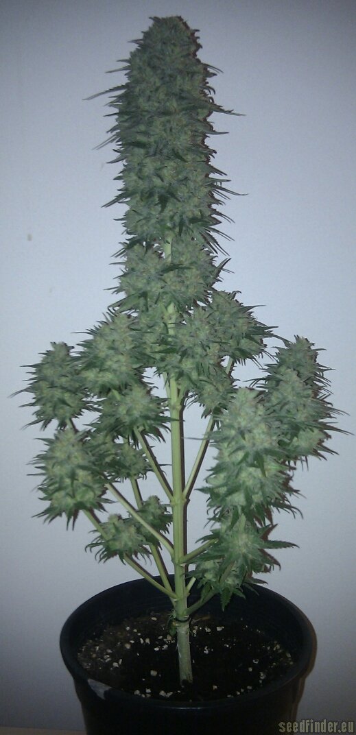 Strain-Gallery: Critical Sensi Star (Delicious Seeds) PIC ...