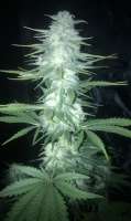 Picture from gimboid25 (Critical Sensi Star)