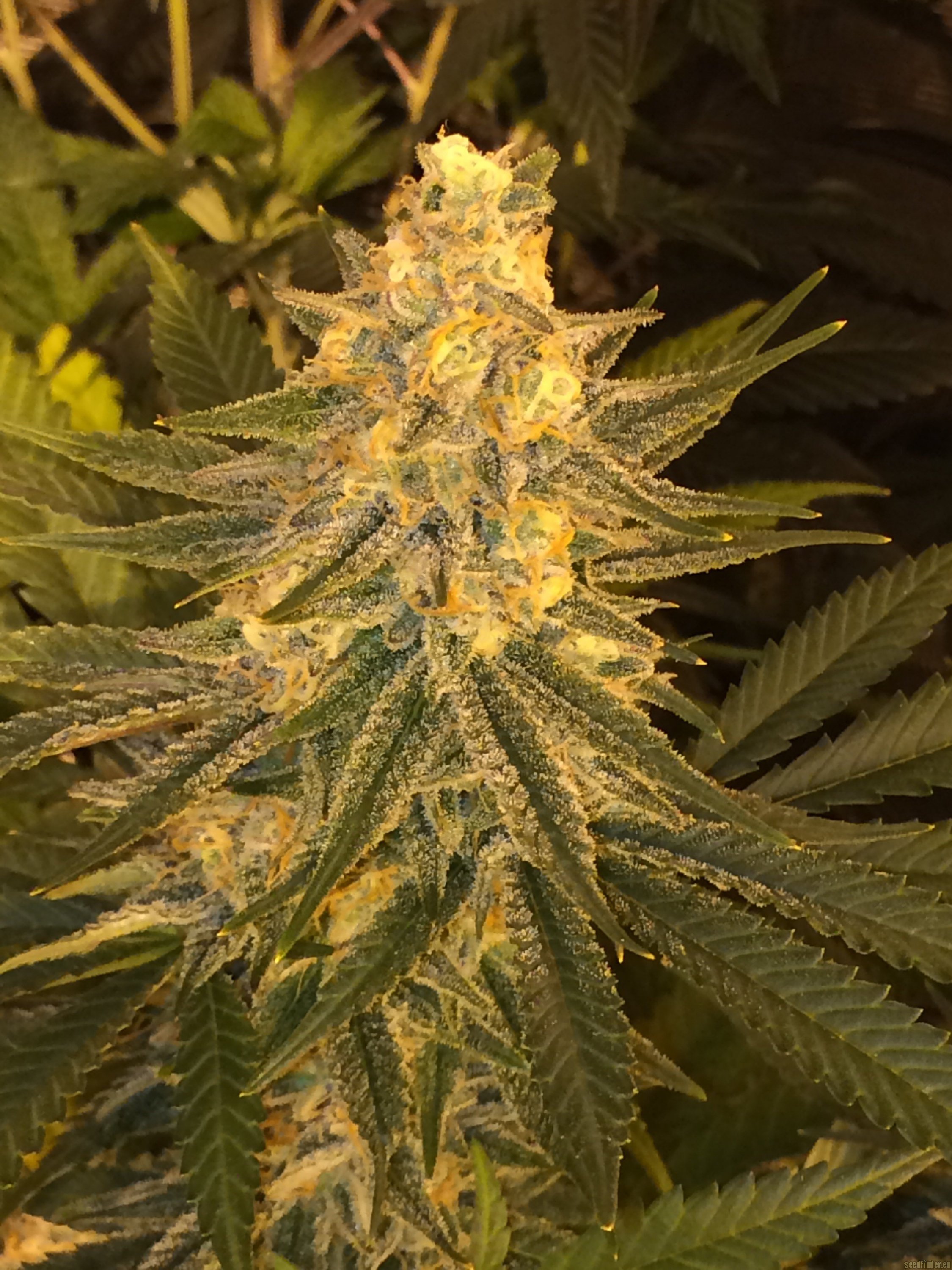 Critical Sensi Star (Delicious Seeds) :: Cannabis Strain Info