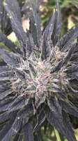 Delicious Seeds Sugar Black Rose Fast Version - photo made by canofthiscannabis