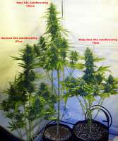 Picture from hoppmann (Amnesia XXL Autoflowering)